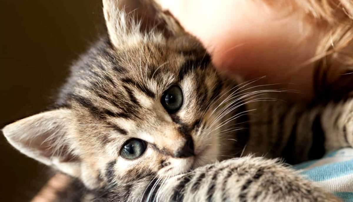 Austin Could Be First City In Texas To Ban Declawing Cats Culturemap Austin