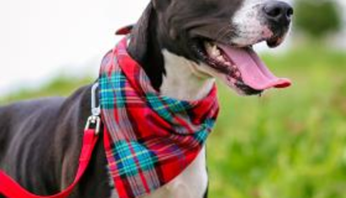 Westbury C A R E Compassionate Animal Rescue Efforts