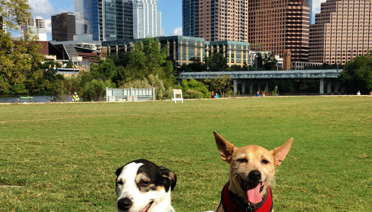 Austin declared top dog among most petfriendly cities in Texas