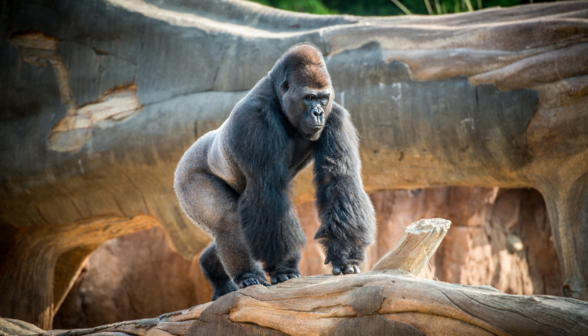 How Recycling Your Cellphone At The Houston Zoo Can Save