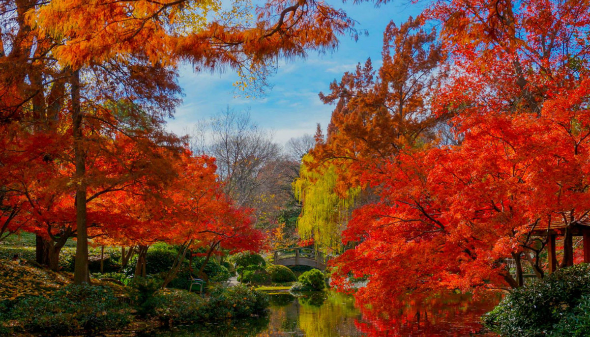 Fort Worth Botanic Garden Presents Japanese Fall Festival Event