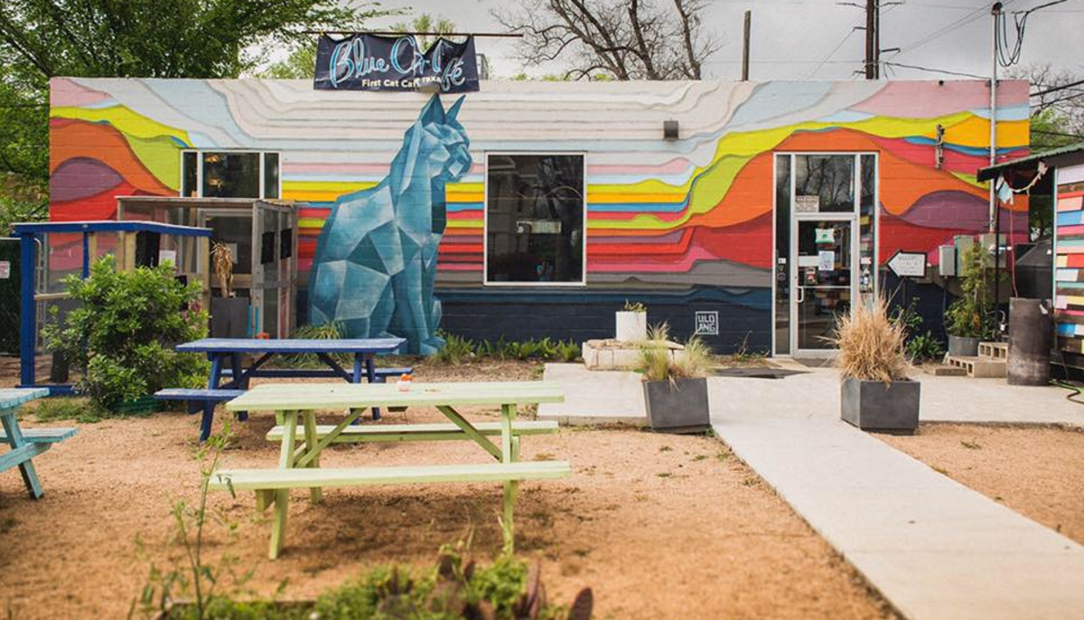 East Austin S Blue Cat Cafe Closes Following Years Of Controversy