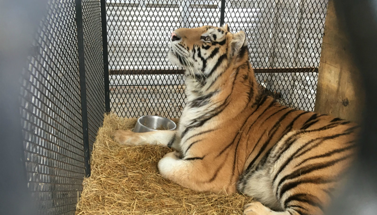 Texas Animal Sanctuary Rescues Tiger Found In Abandoned Houston