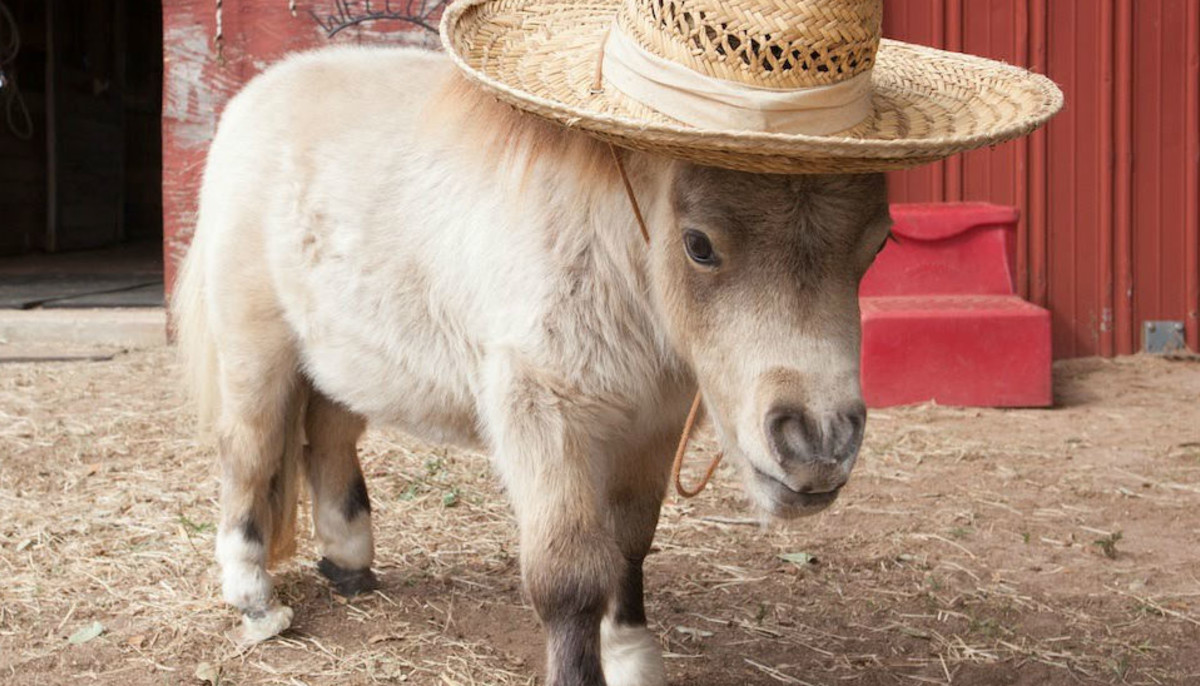 American Airlines New Policy On Animals Allows Miniature Horses