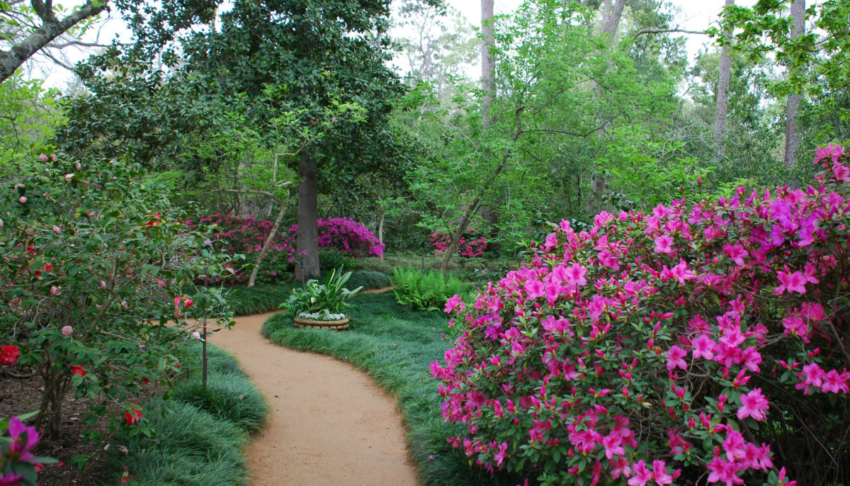 River Oaks Garden Club Presents Azalea Trail Event Culturemap