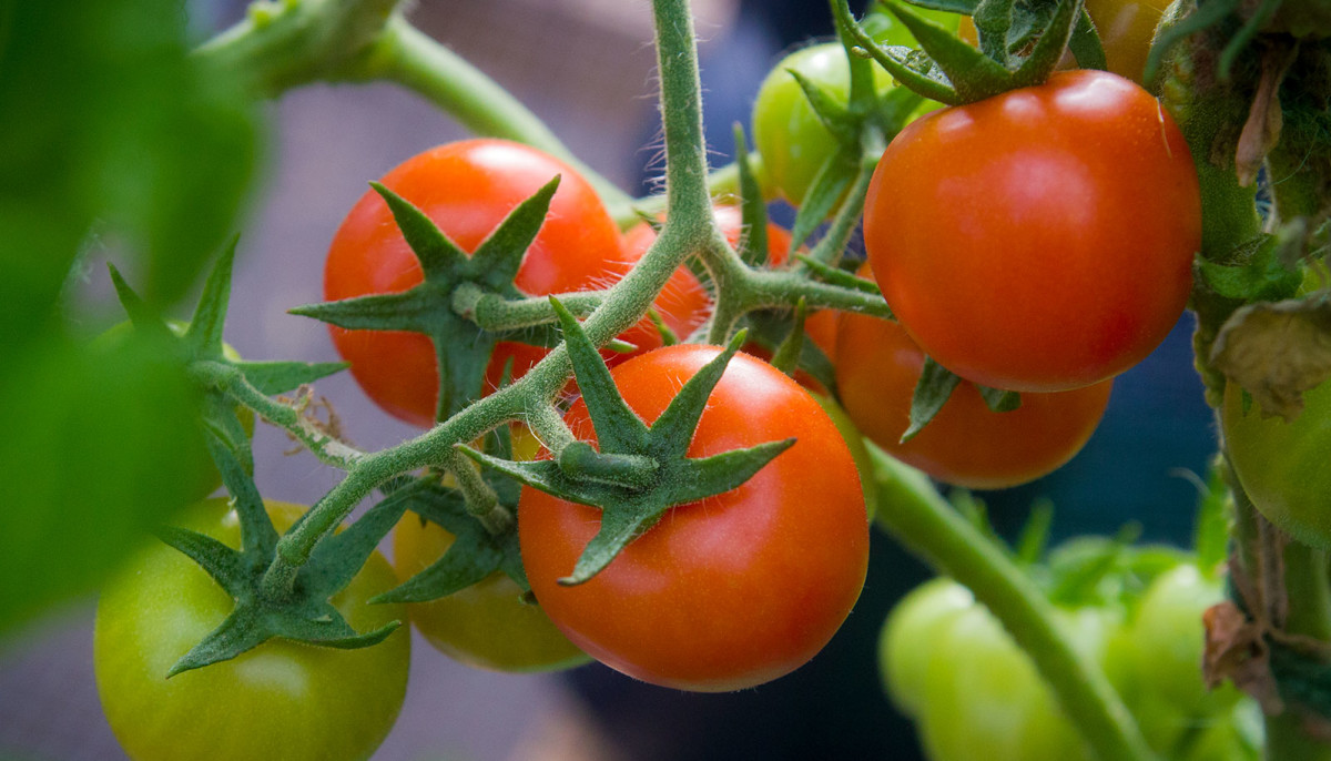 Here Are The Best Fruits And Vegetables To Grow At Home In Houston