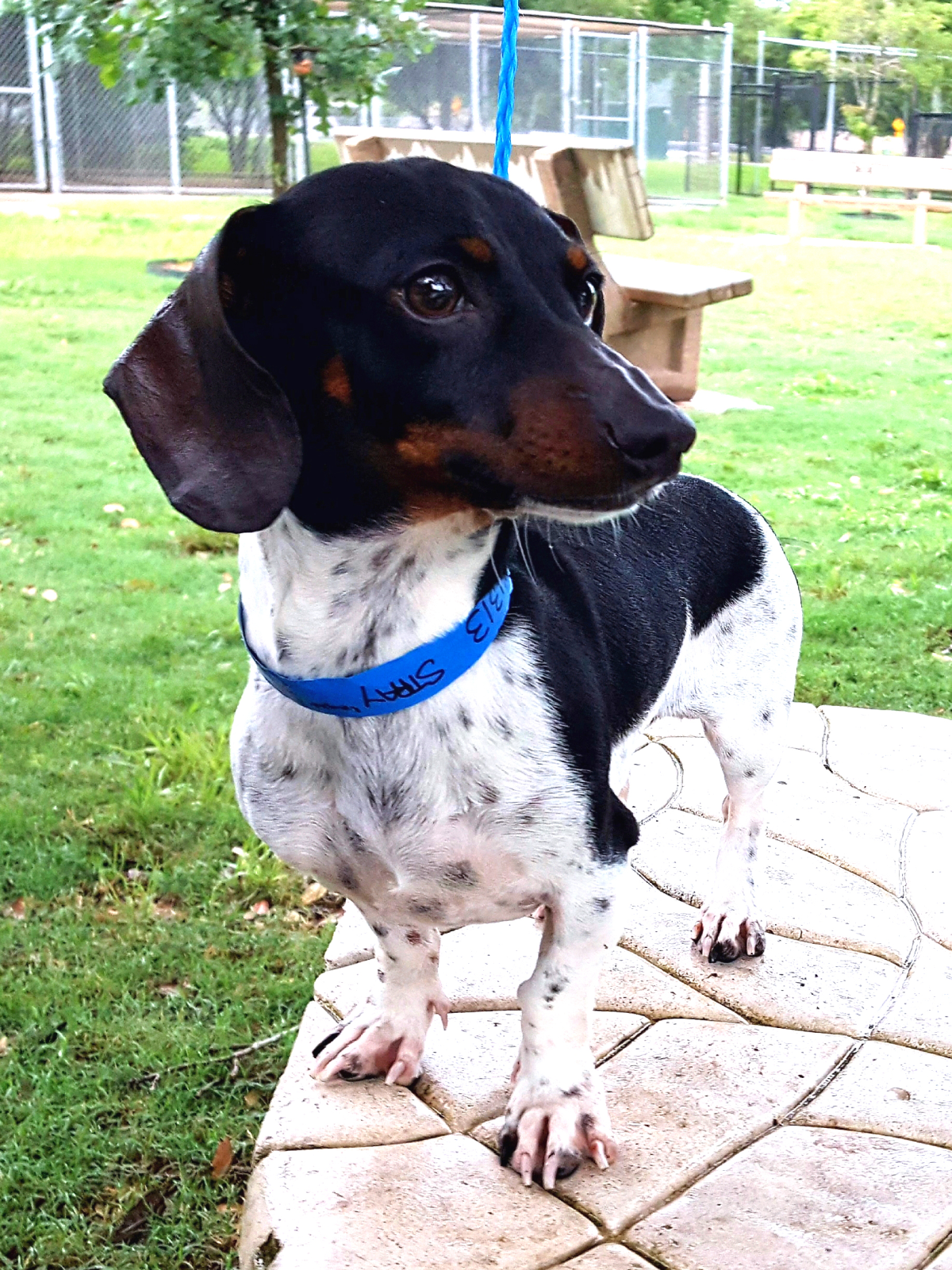 Houston, Pethouse pet of the week, June 2014, marty