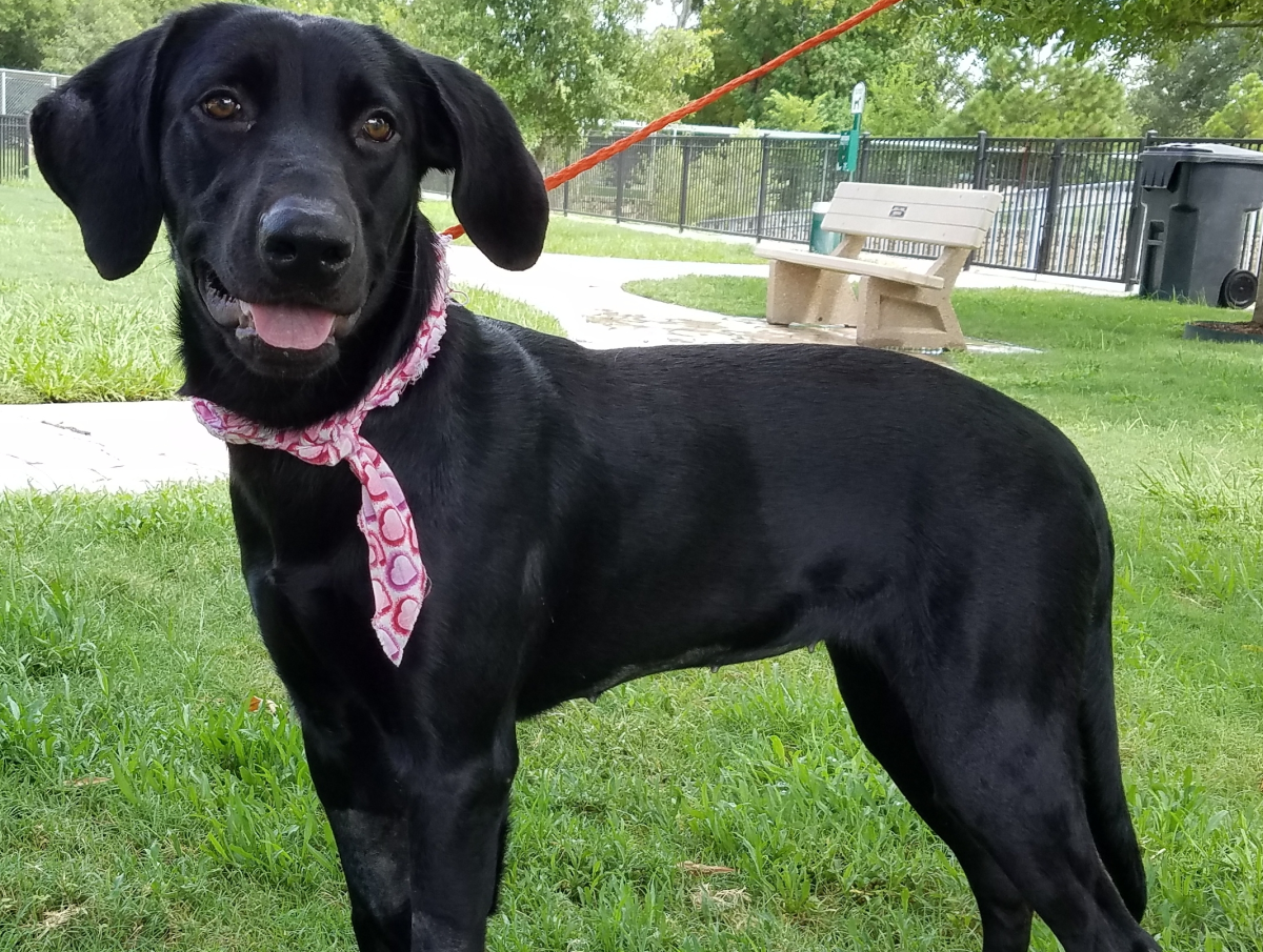 Houston, Pethouse pet of the week, August 2017, Peaches