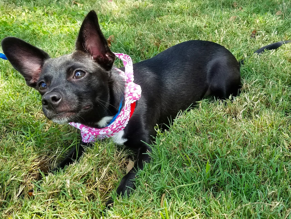 Houston, Hoffman, Petset Pet Gypsy, Sept 2017