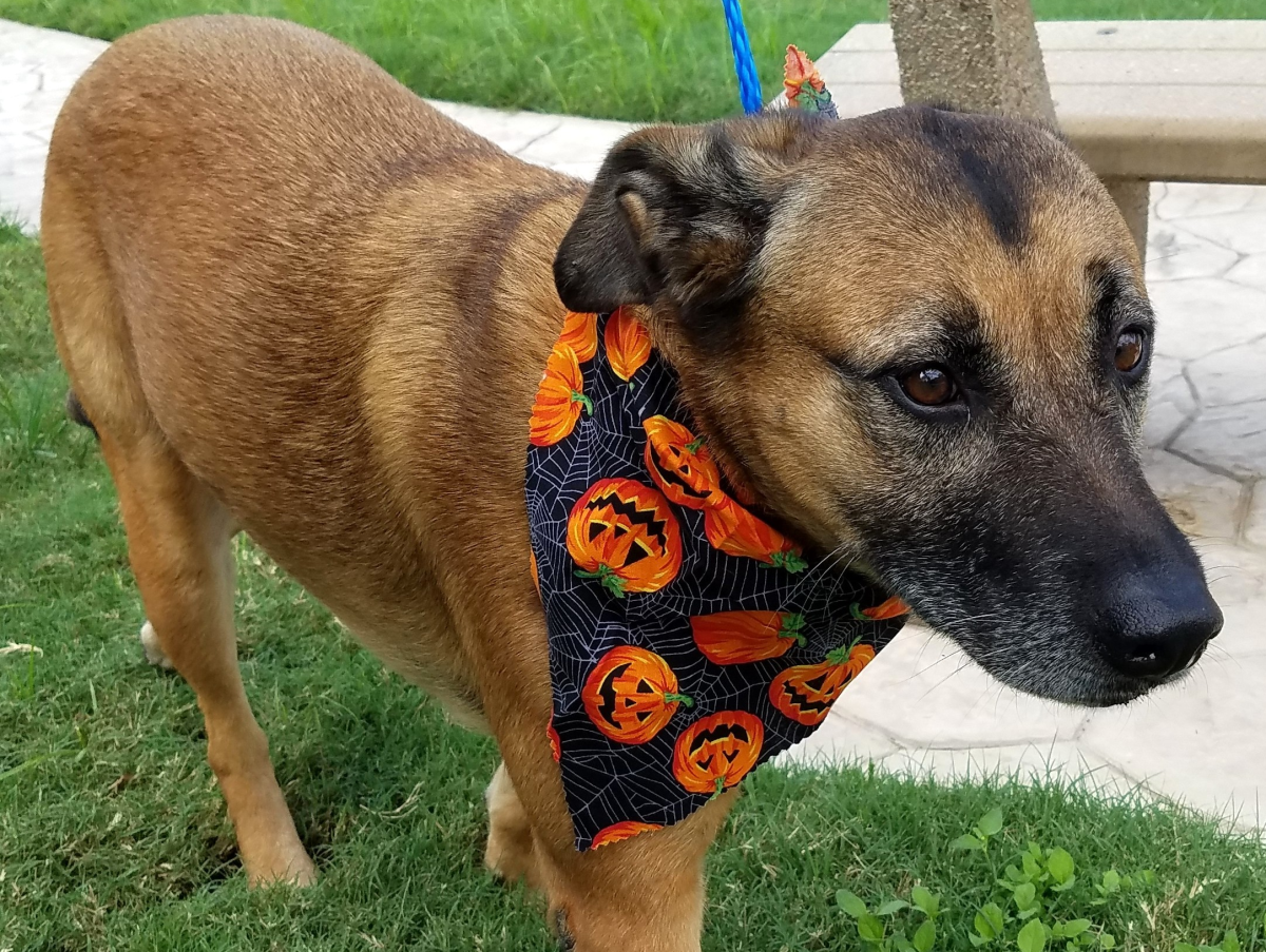 Houston, Pethouse Pet Chelsea, October 2017
