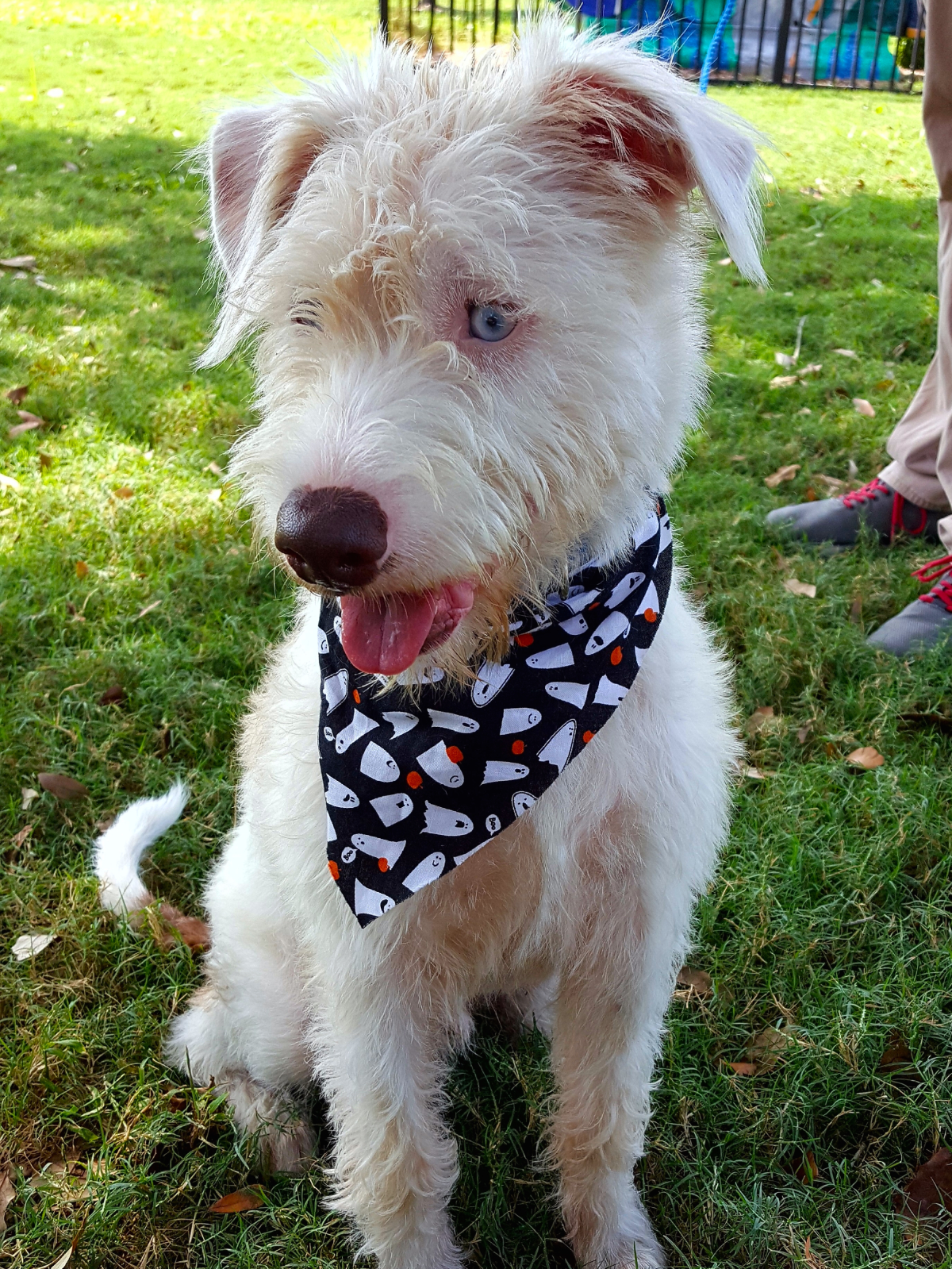 Houston, Pethouse Pet Fritz, October 2017