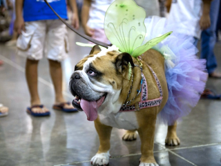 Houston World Series of Dog Shows