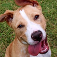 Austin Humane Society