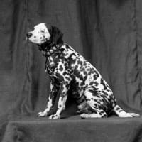 Moody Gallery presents Helen Altman: "Hair of the Dog" opening reception