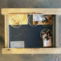 Amon Carter Museum of American Art presents Dornith Doherty: Archiving Eden