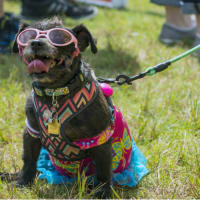 Canine Carnival and Doggone Fun Run