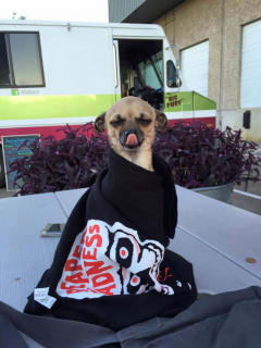 The Austin Flea presents Dogtoberfest