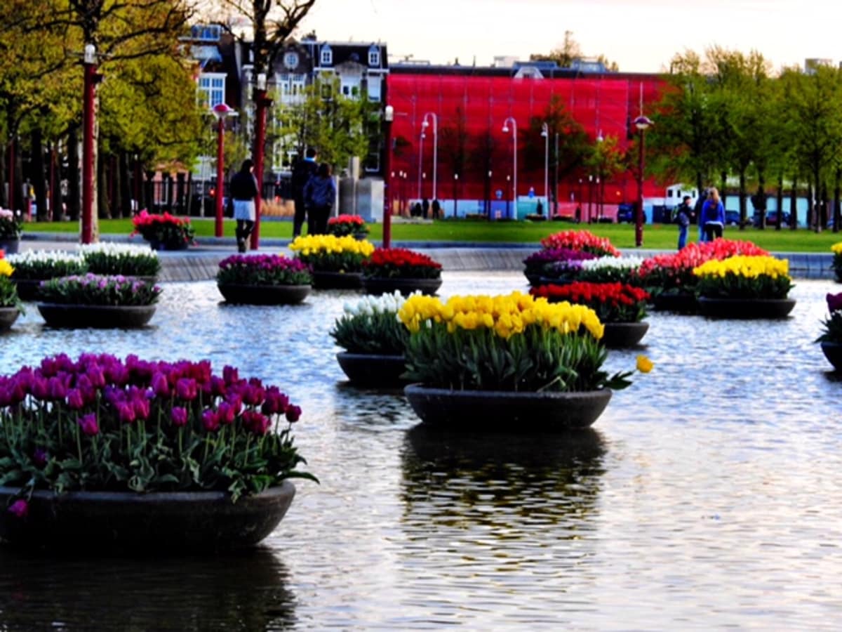 Tulips in Holland