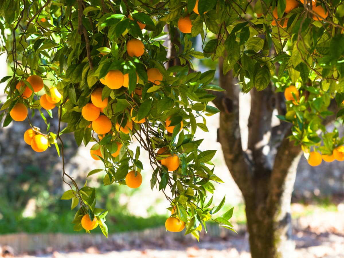 Hoffman fruit tree