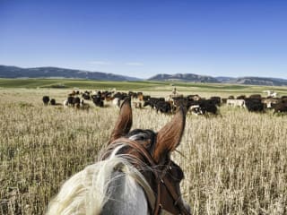 Bullock Texas State History Museum presents B Movies and Bad History: Cattle Drives
