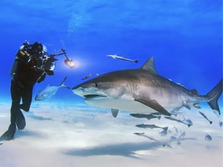 National Geographic presents Coral Kingdoms and Empires of Ice
