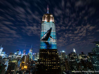 Houston Green Film Series presents Dinner & Film Screening: Racing Extinction