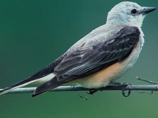 scissor-tailed flycatcher bird