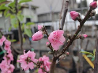 Gardening talk: "Growing Stone & Pom Fruit" by Dianne Norman