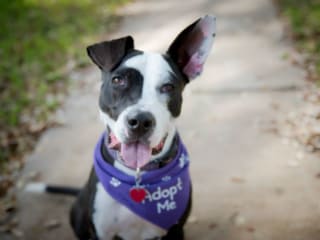 STAG Provisions presents Dog Days of Summer