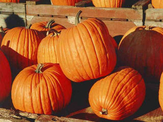 Grace in the Heights presents Fall Festival