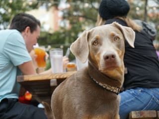 Mega Mutt Monday & Hopslam Ale Release Party