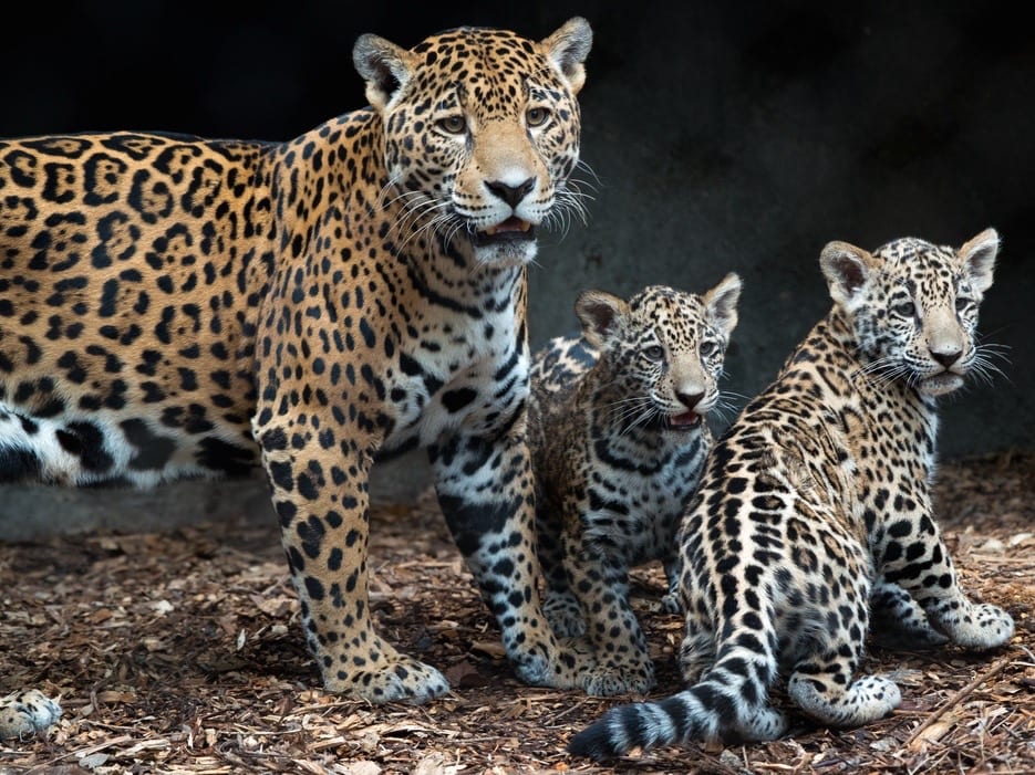 They're twins! Adorable baby jaguars make debut at Houston Zoo