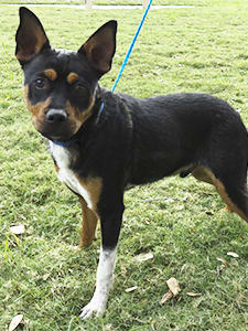 Houston, Pethouse Pet Schultze, November 2017