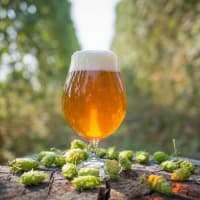 ELM Restaurant Group presents ELM Loves IPA Day!