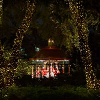 Holiday at the Arboretum