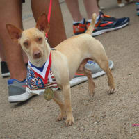 Noble Rey Brewing Company presents Fur Fun Run