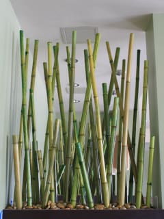 News_Mai's_bamboo