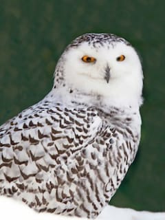 Snowy Owl