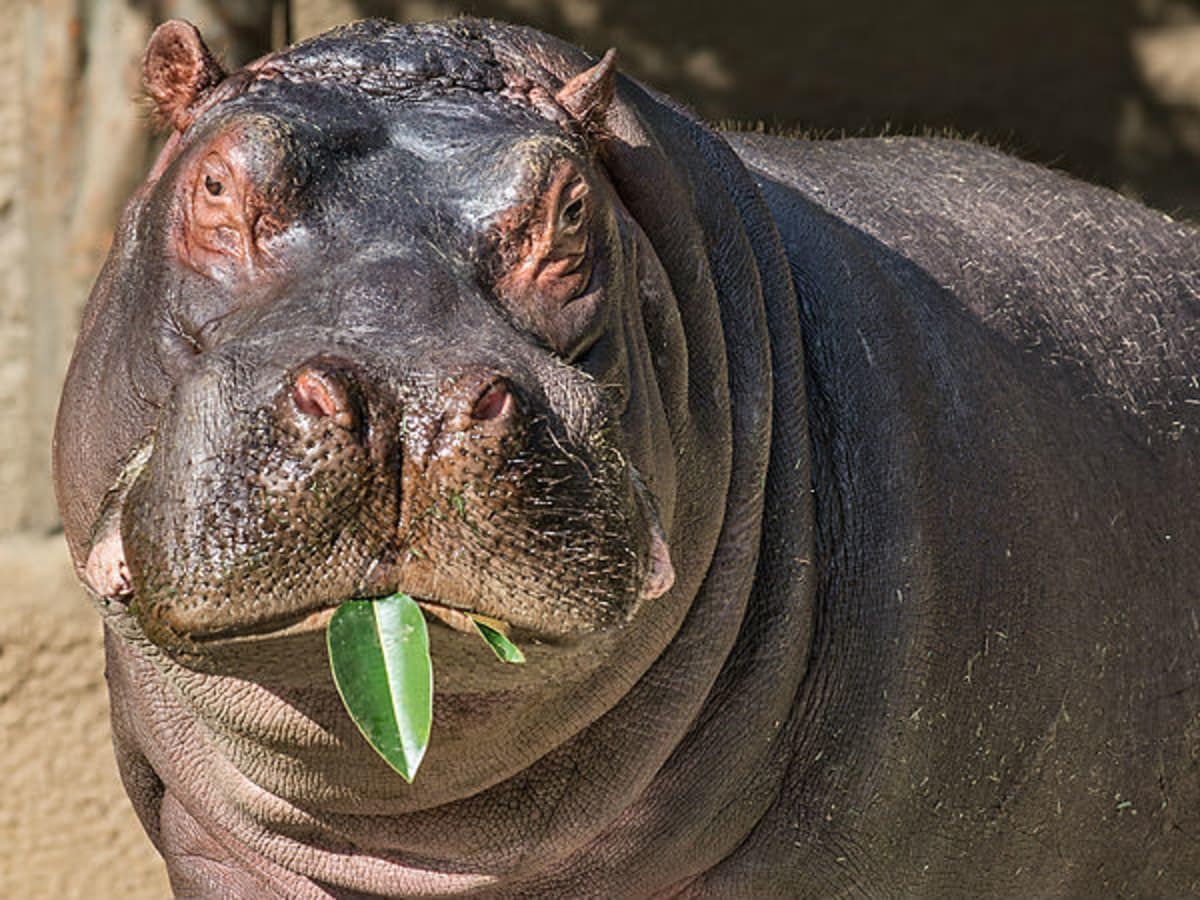 Mysterious baby hippopotamus dies shortly after birth at Dallas Zoo - CultureMap Dallas