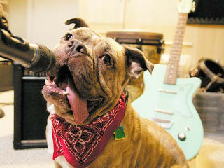 Blue Dog Rescue