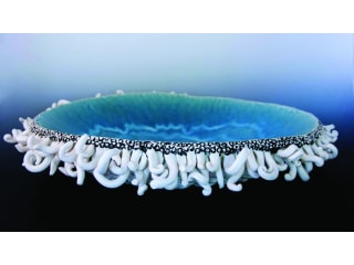 Jo Clay, Sea Tantacle, Porcelain