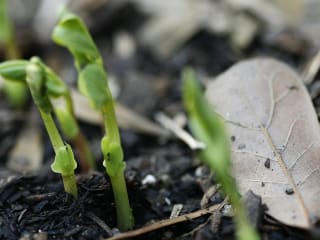 Gardening class: Starting Seeds Indoors by Biddy Swiney