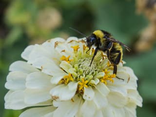 bumble bee on zinnia