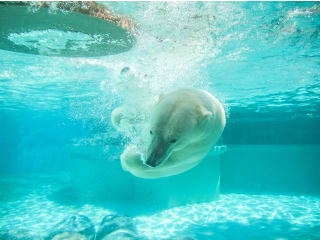 Polar Bear Plunge