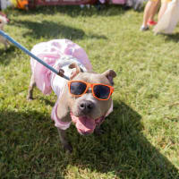 Best Friends Animal Society presents 2017 Strut Your Mutt 5K