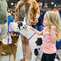 40th Houston World Series of Dog Shows