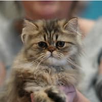 Evangeline Country Cat Fanciers 2018 Show