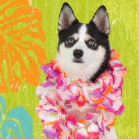 Luau Launch Party