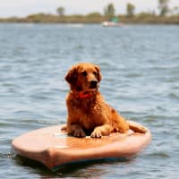 Dog Days of Summer
