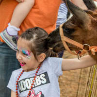 Viridian Fall Fest